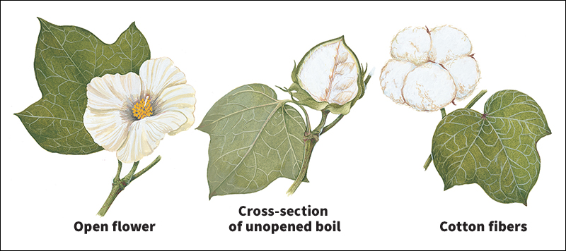 How cotton develops