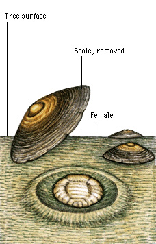 Female San Jose scale