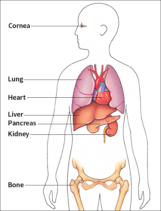 Commonly transplanted body parts