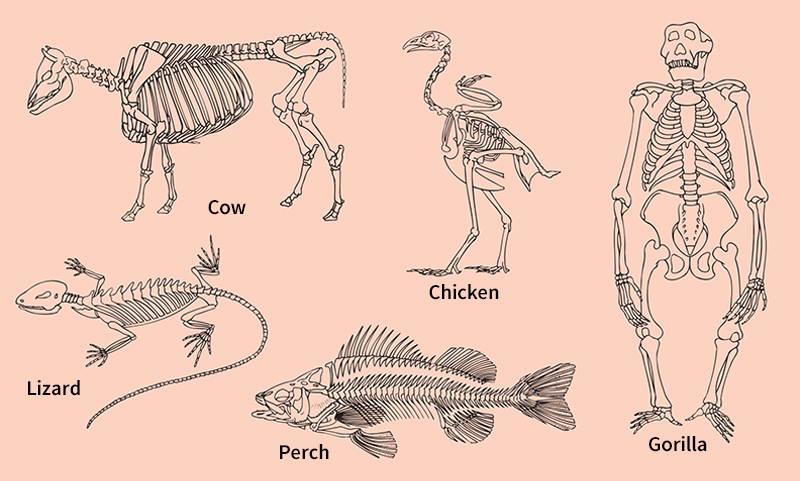 Some kinds of animal skeletons