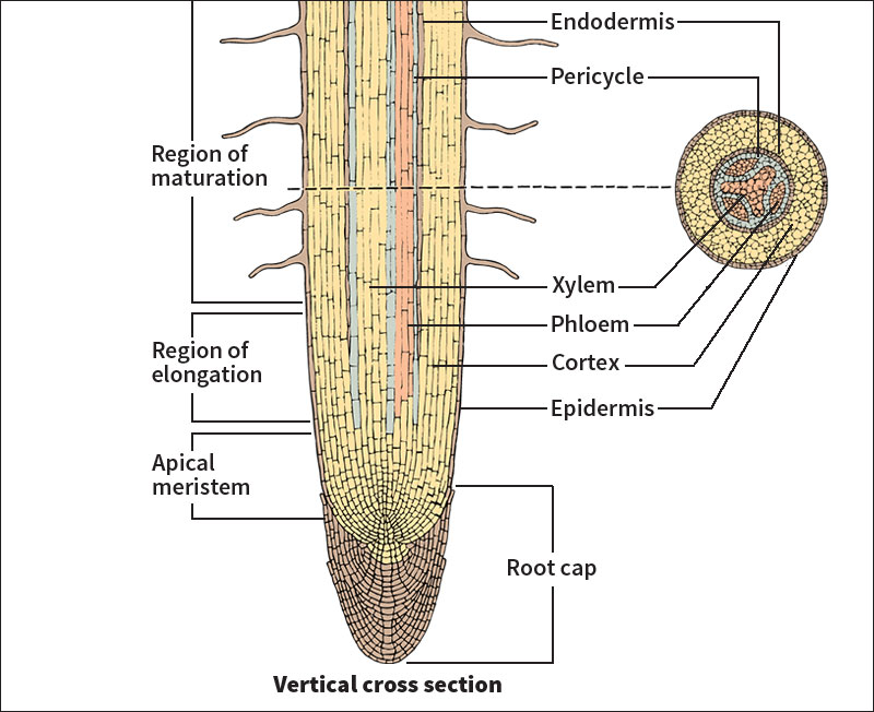 Root tip