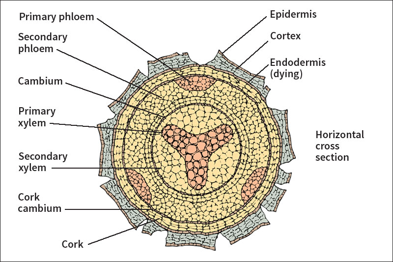 Secondary tissues in roots