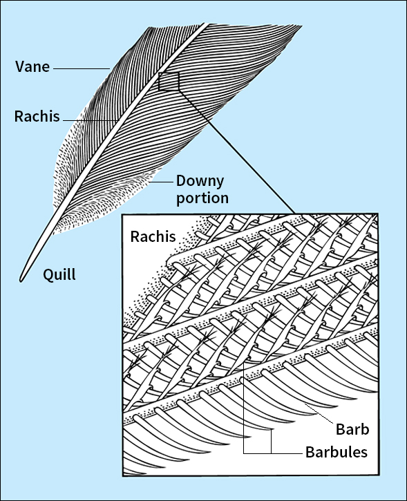 Parts of a contour feather