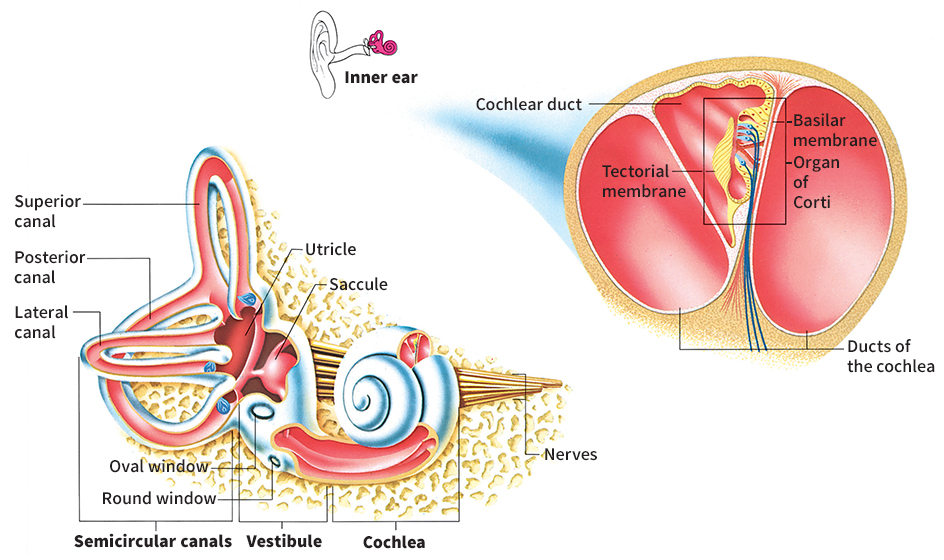 Inner ear