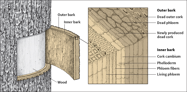 Structure of bark