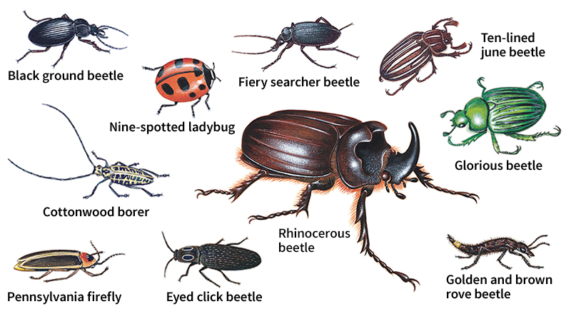 Some kinds of beetles