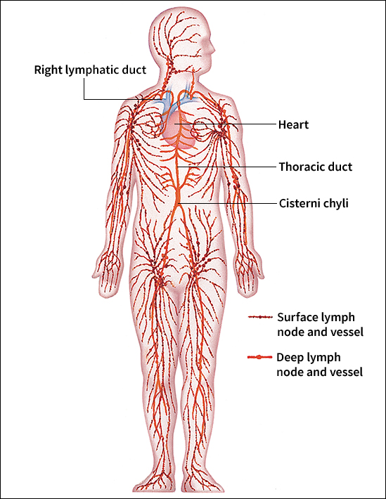 Lymphatic system