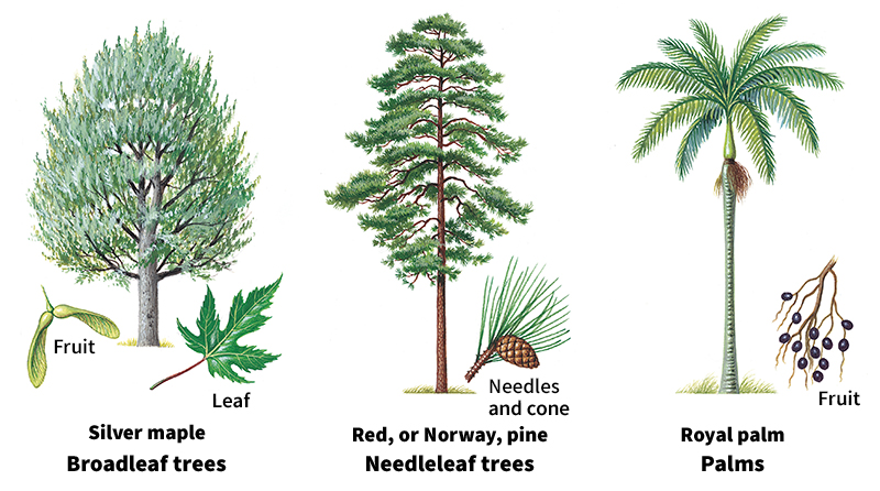 Six main groups of trees