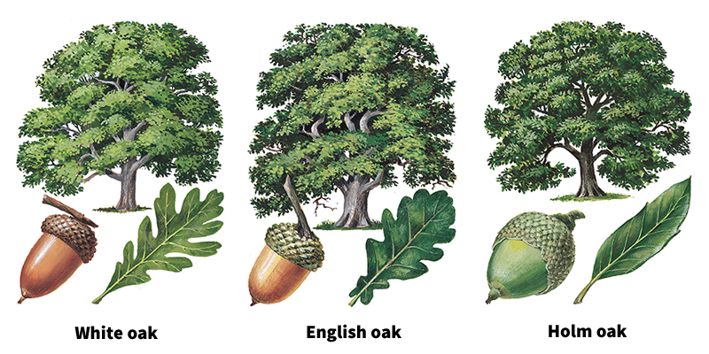 Some kinds of oaks