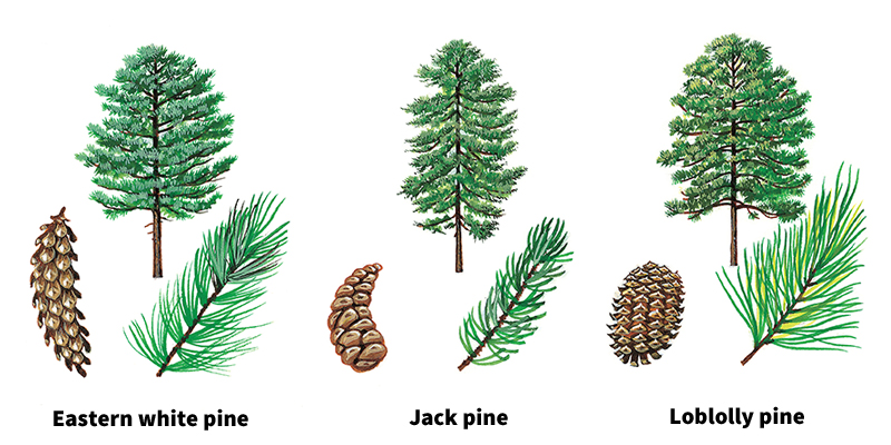 Some pines of North America