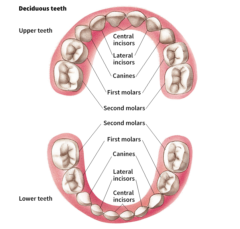 Deciduous teeth