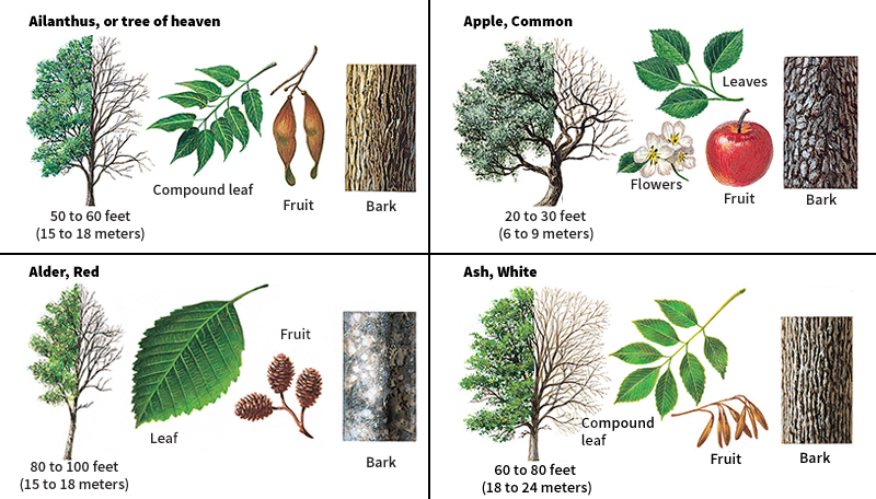 Broadleaf trees of North America