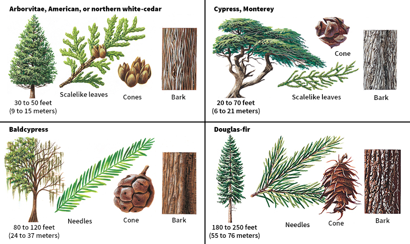 Needleleaf trees of North America