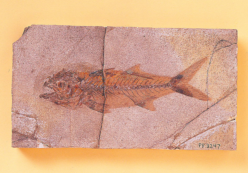 Fish fossil