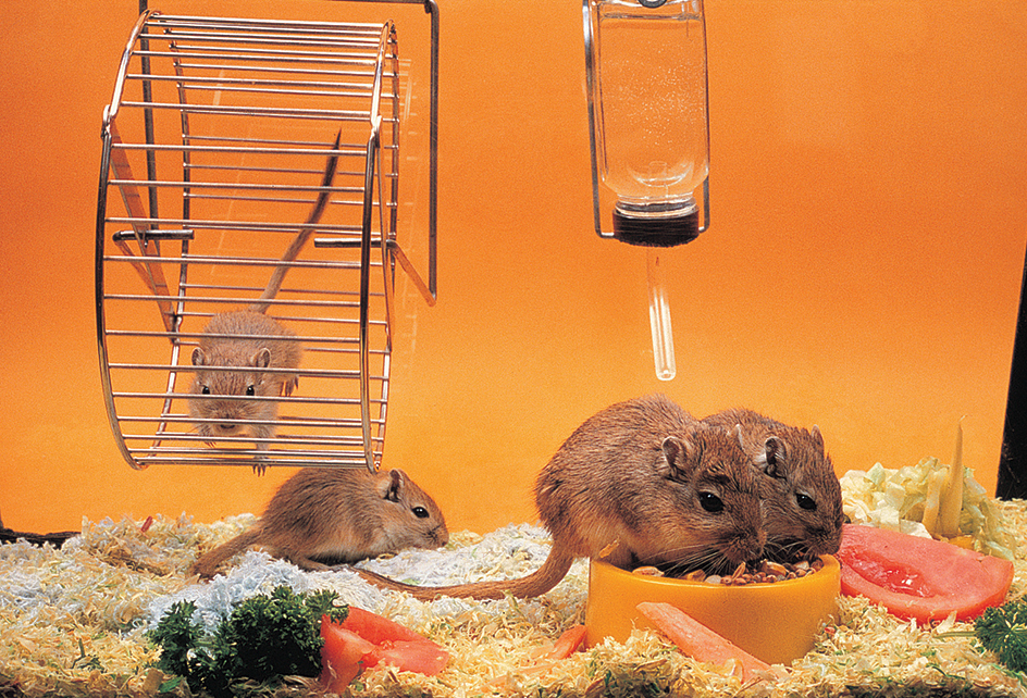 Mongolian gerbils