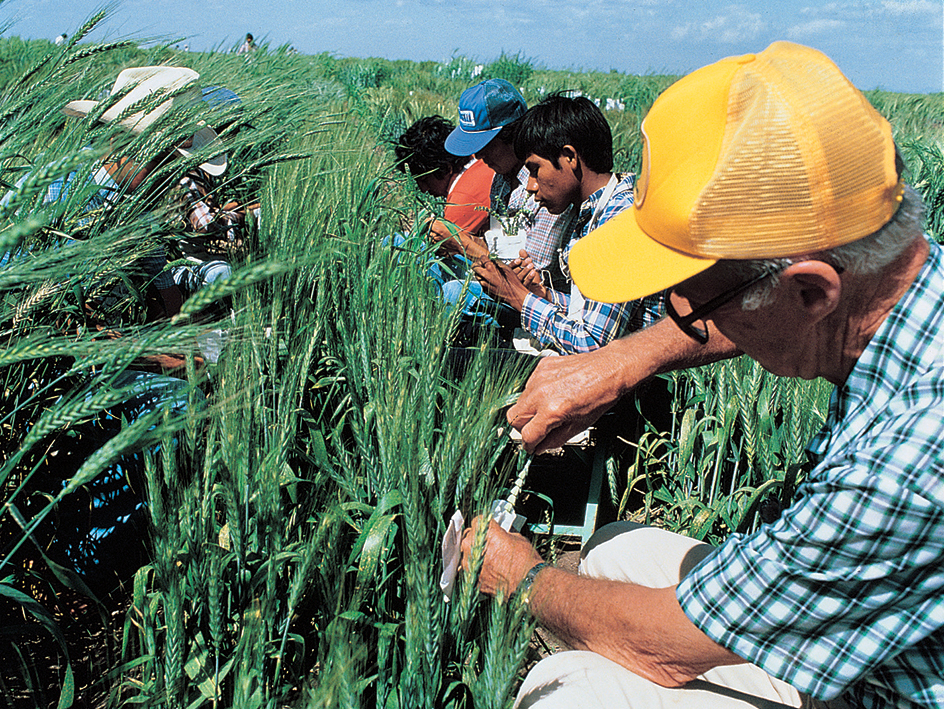 New varieties of wheat