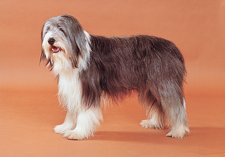 Bearded collie