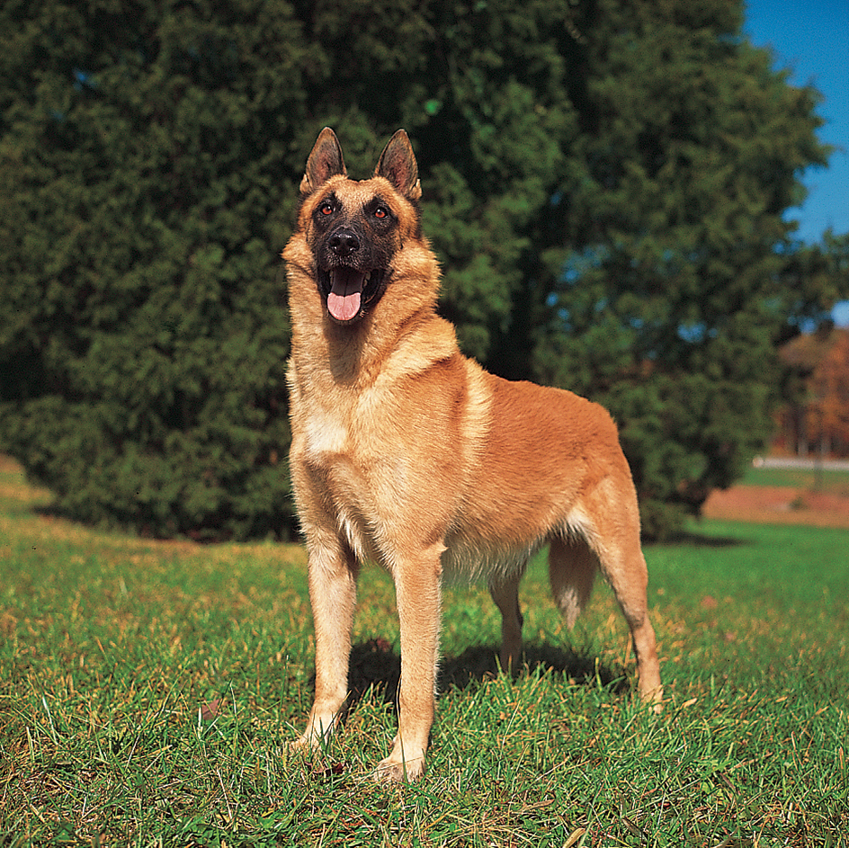 Belgian Malinois