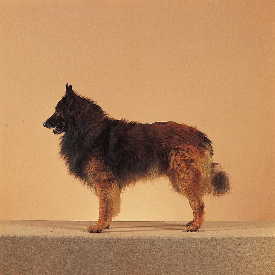 Belgian Tervuren