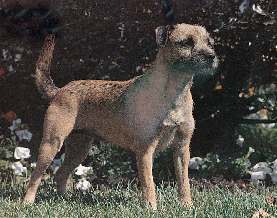 Border terrier