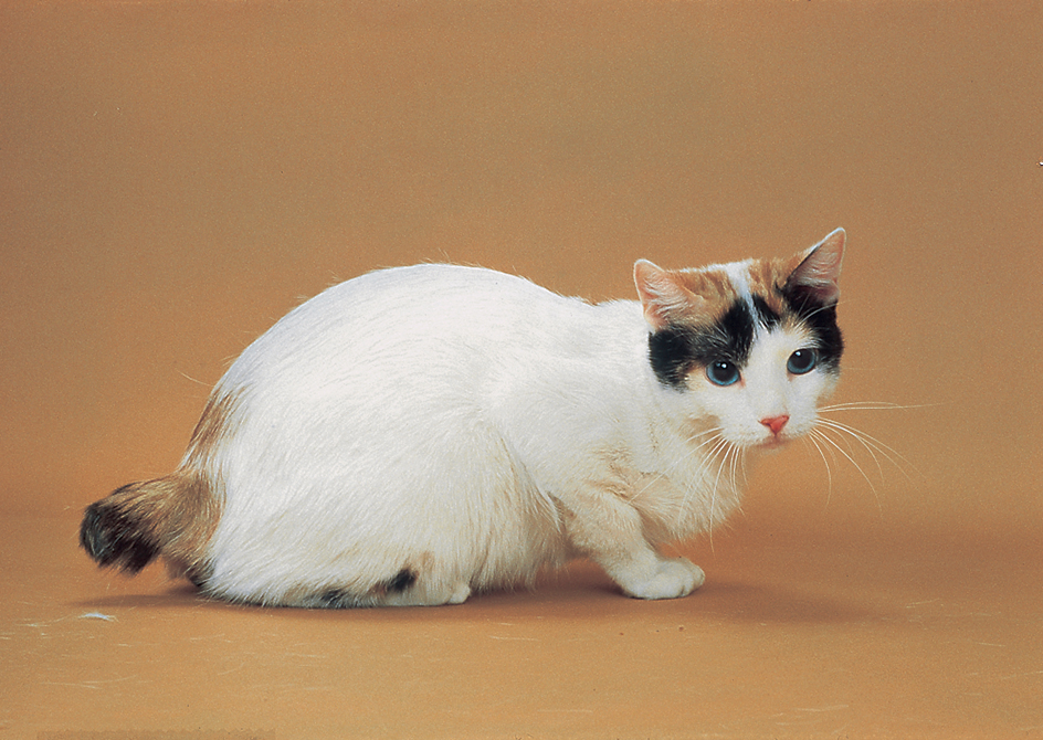 Japanese bobtail