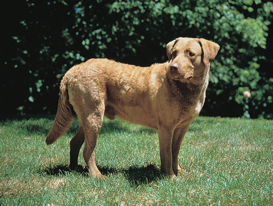 Chesapeake Bay retriever