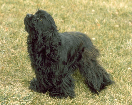 Cocker spaniel