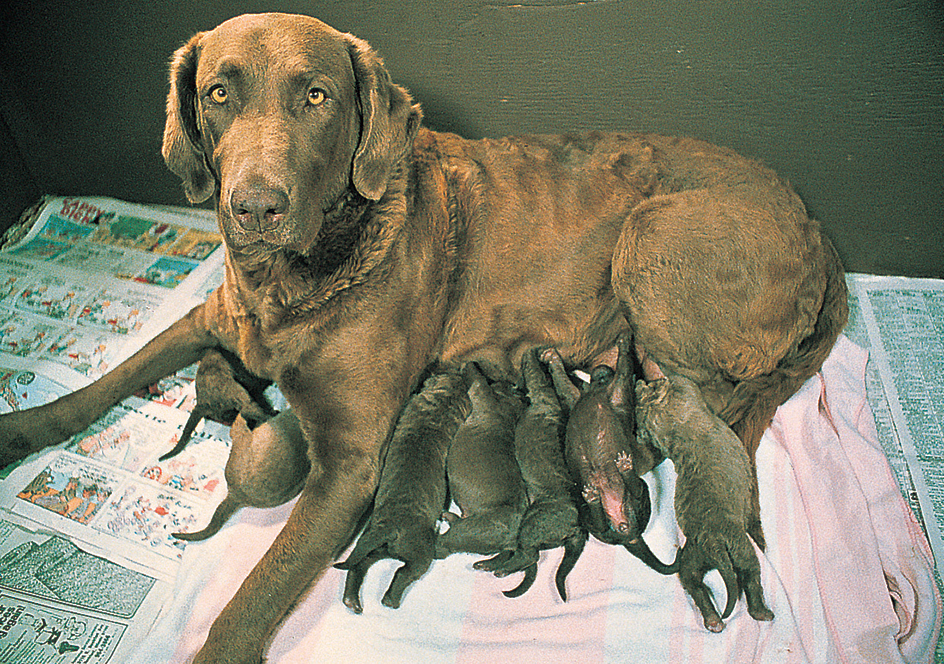 Mother nurses her puppies