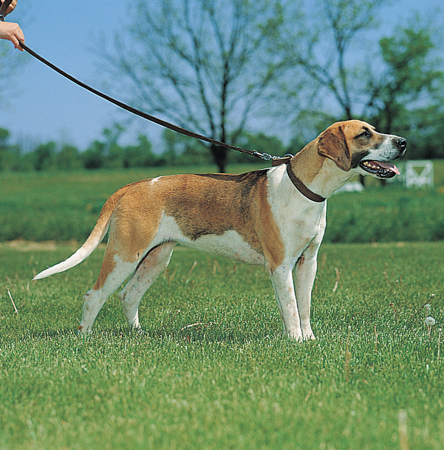 English foxhound