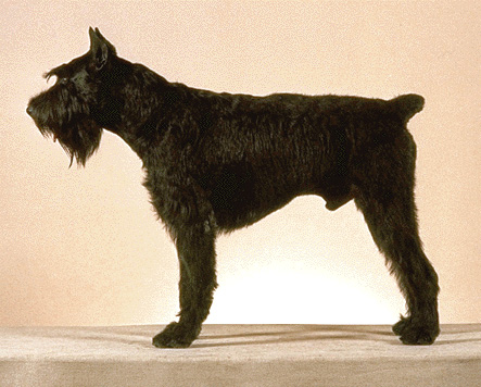 Giant schnauzer