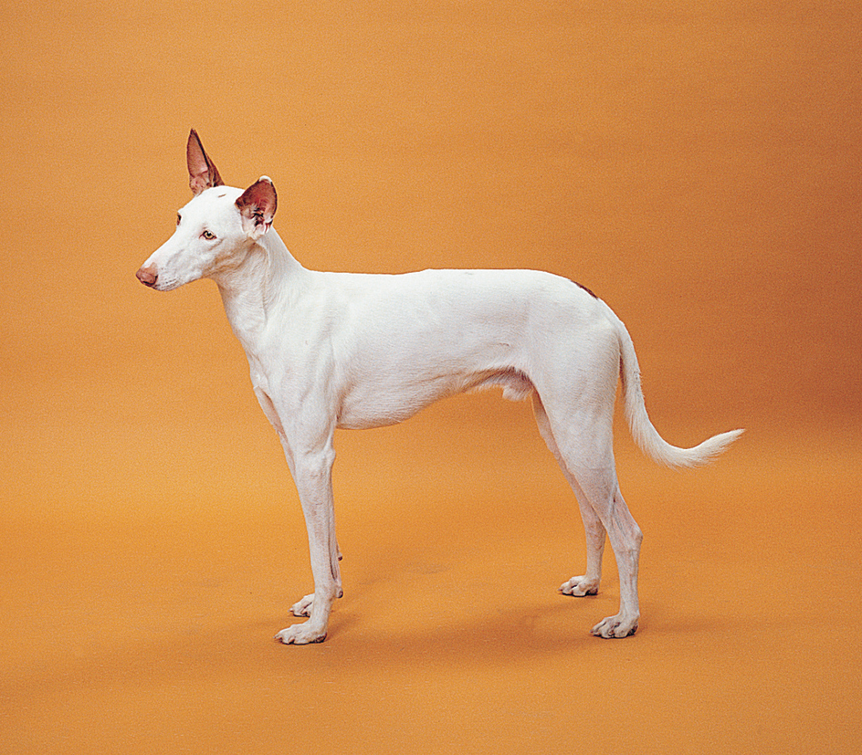 Ibizan hound