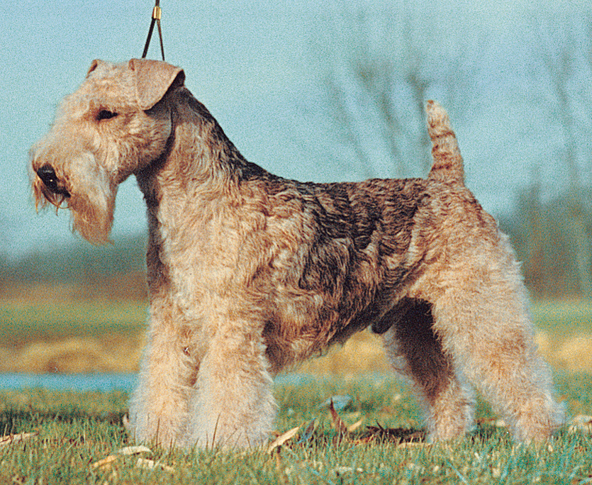 Lakeland terrier