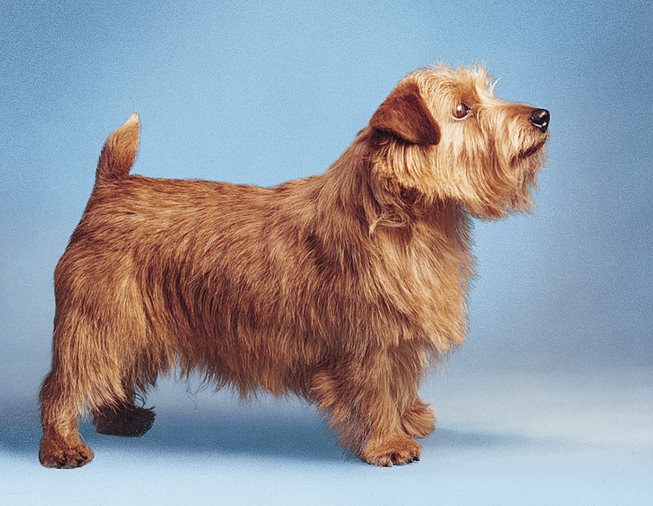 Norfolk terrier