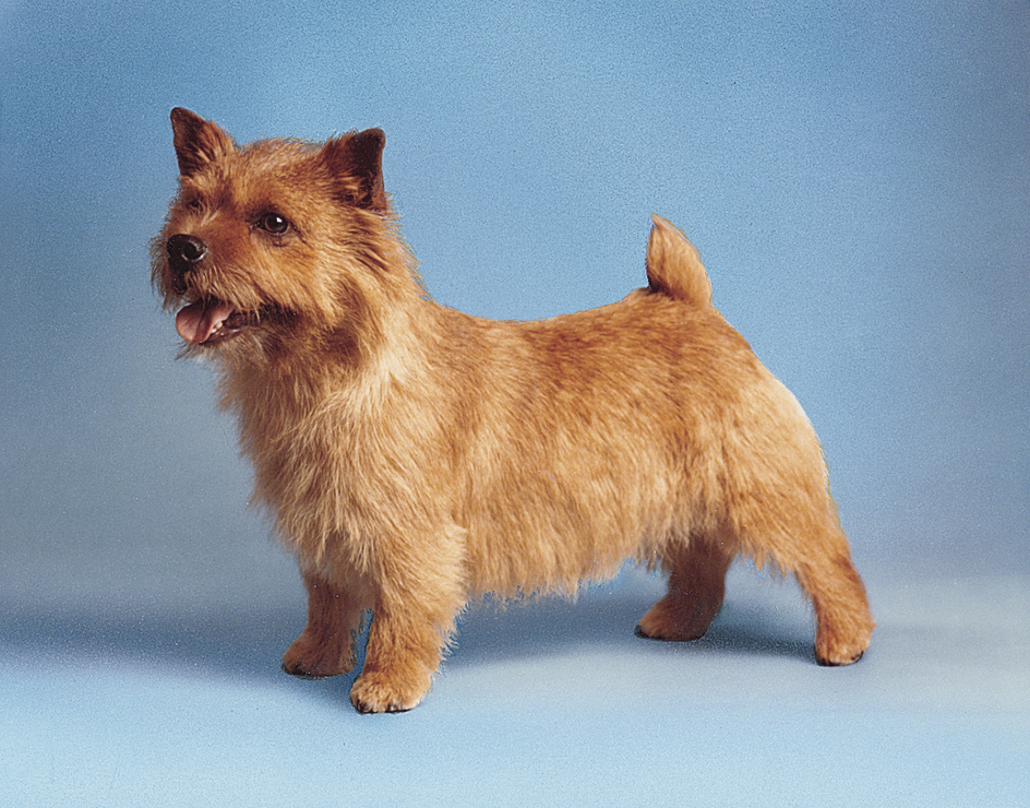 Norwich terrier