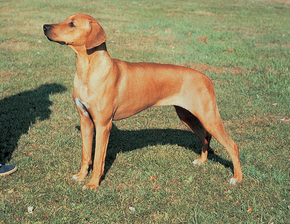 Rhodesian ridgeback