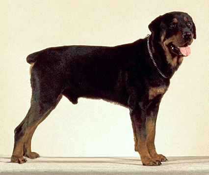 Rottweiler