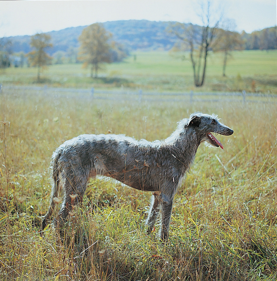 Scottish deerhound