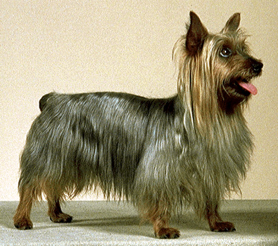 Silky terrier