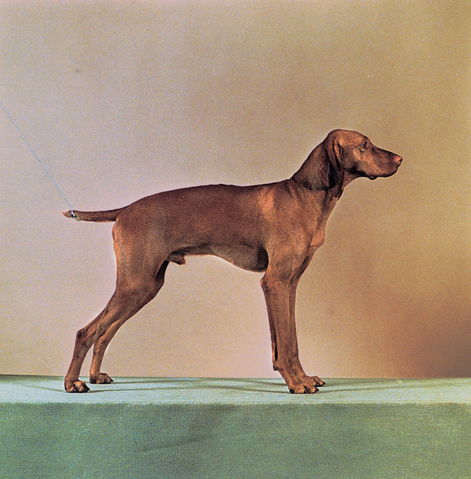 Vizsla