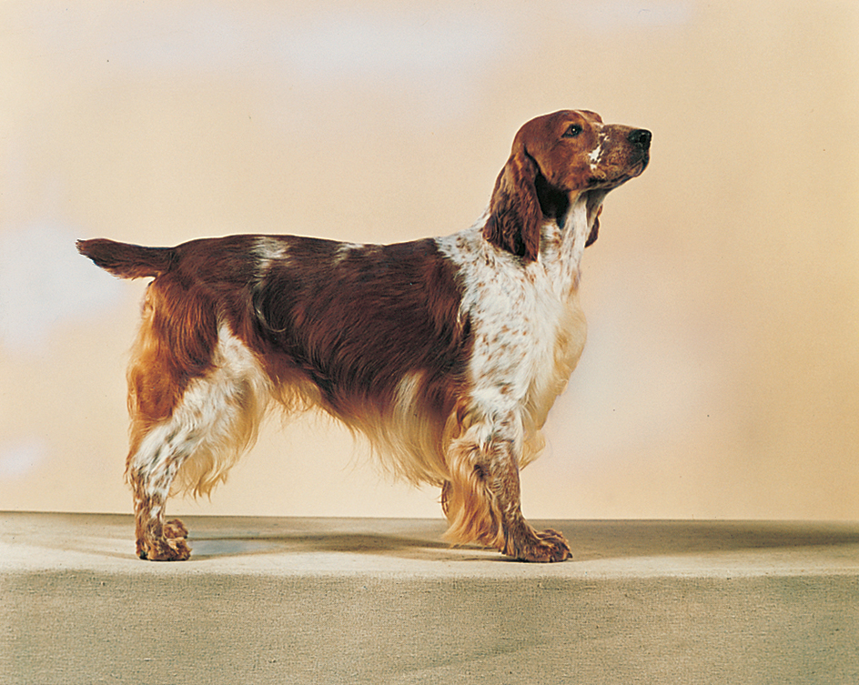 Welsh springer spaniel