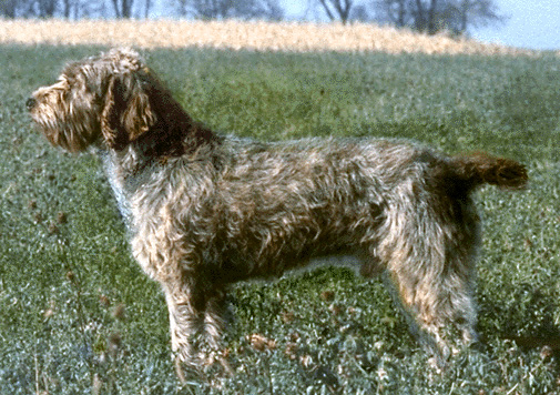 Wirehaired pointing griffon