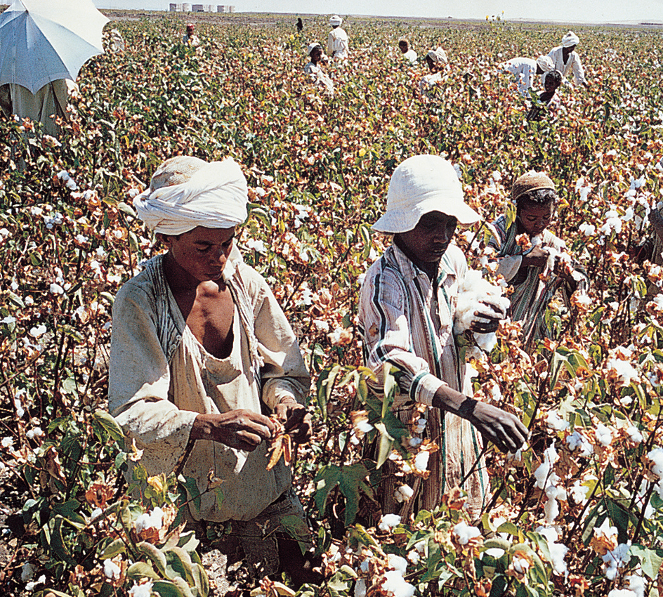 Picking cotton in the Nile River Valley