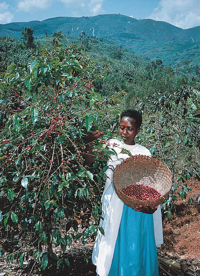 Coffee farm-worker in Burundi