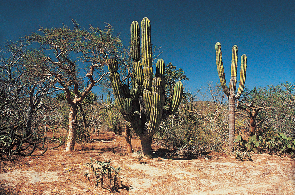 Deserts in Mexico