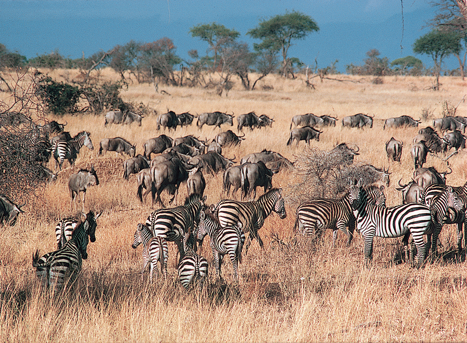 Zebras and gnus in Tanzania