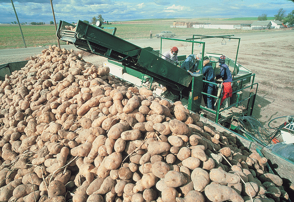 Potatoes, Idaho's leading crop