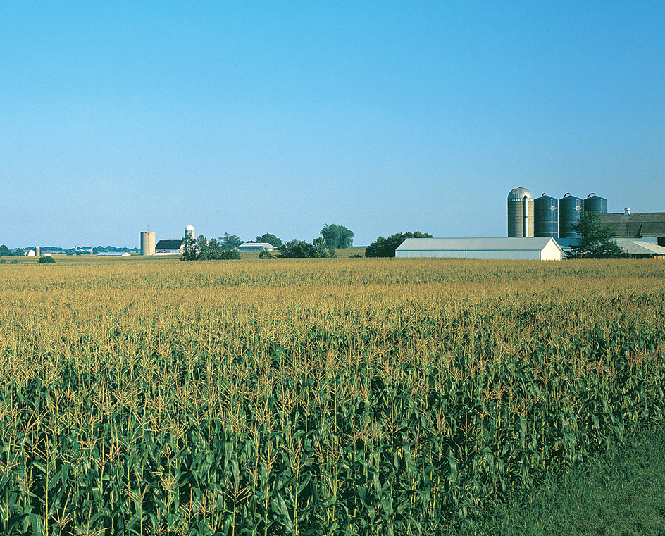 Cornfield in Illinois