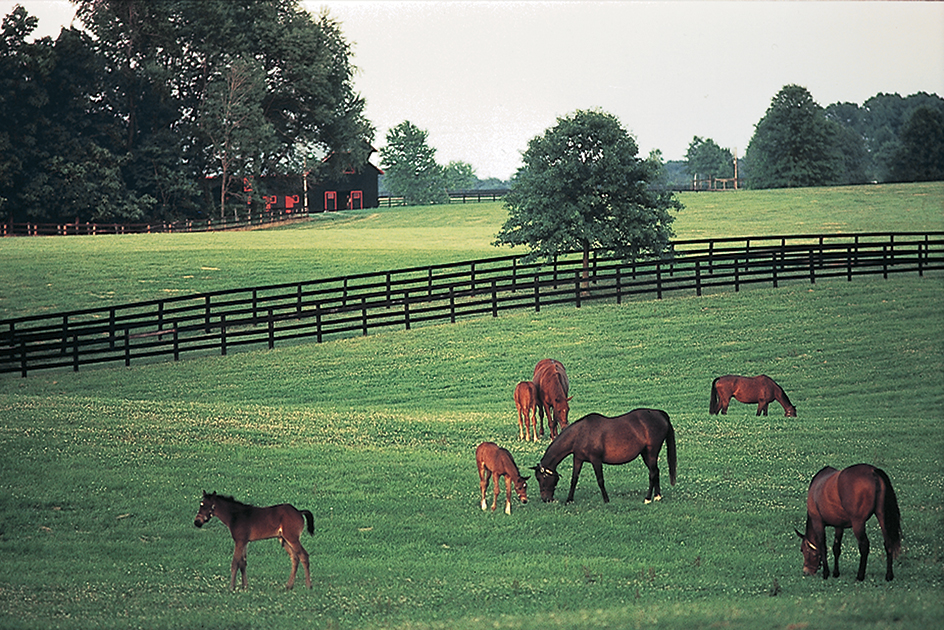 Kentucky horse farm