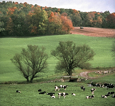 Herd of dairy cattle