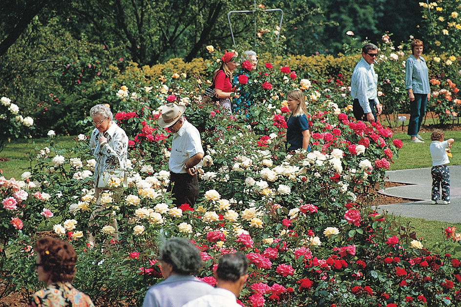 Rose garden in Portland, Oregon